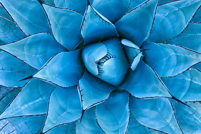 Blue Agave