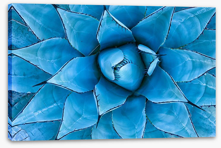 Blue Agave