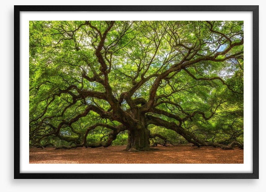 Branch out