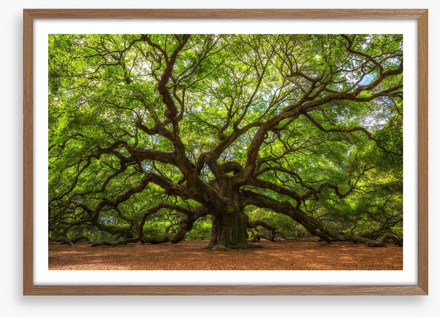 Branch out