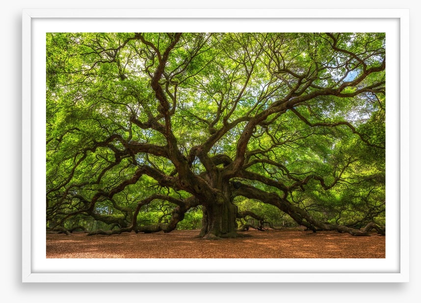 Branch out