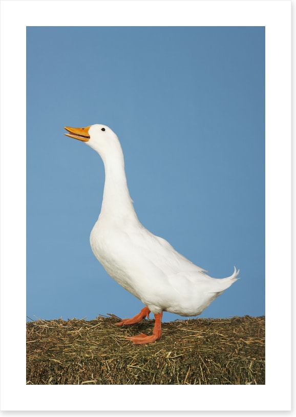 Goosey gander