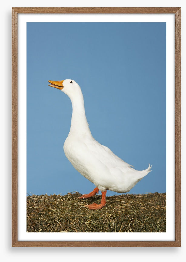 Goosey gander