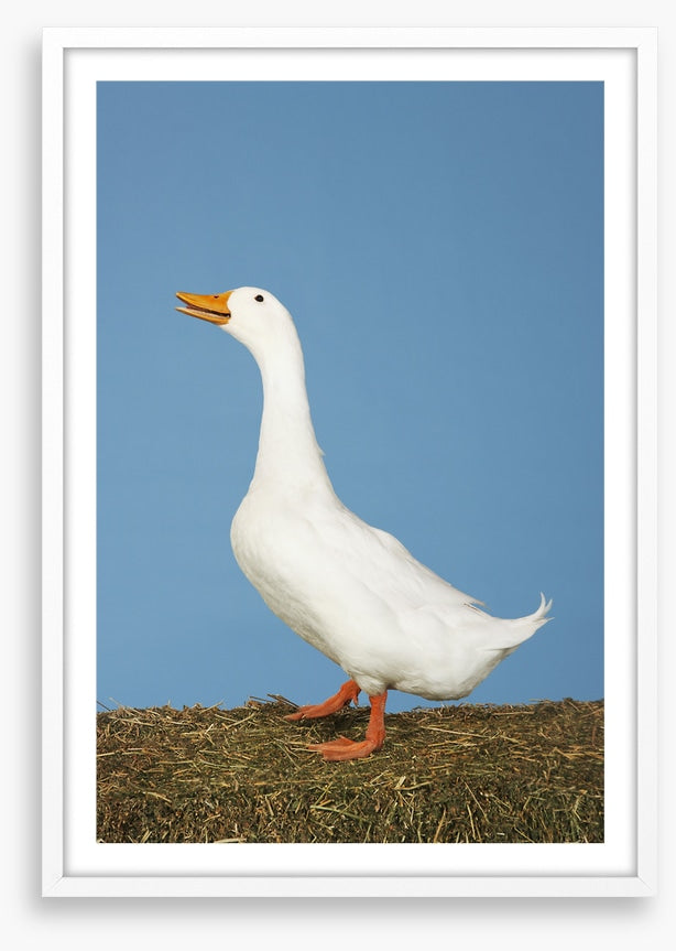 Goosey gander