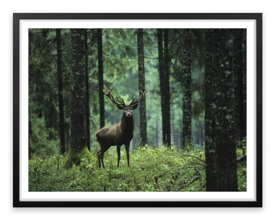 Deep forest deer