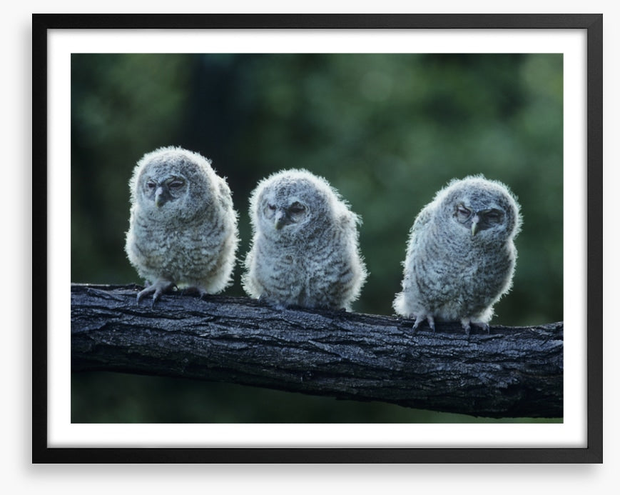 Owlet trio