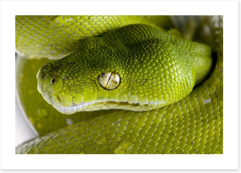 Reptiles / Amphibian