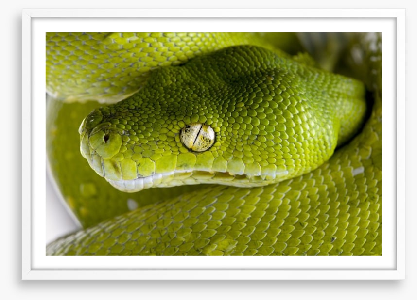 Reptiles / Amphibian