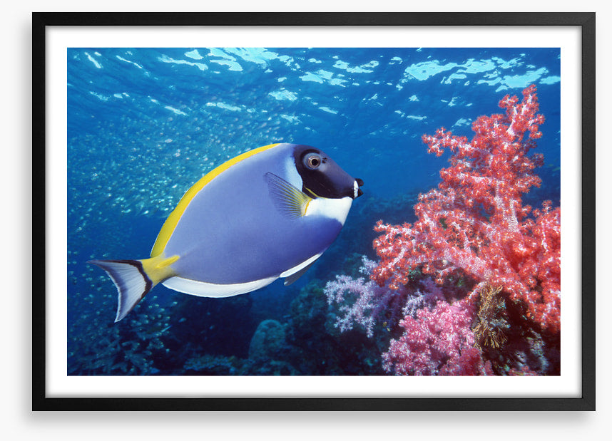 Blue Tang reef