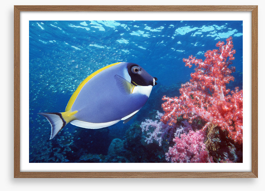 Blue Tang reef