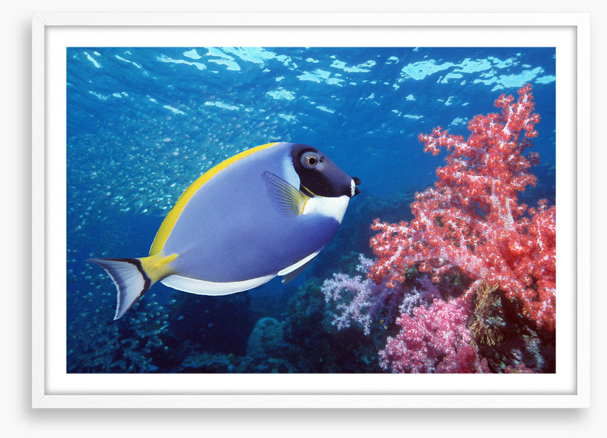 Blue Tang reef