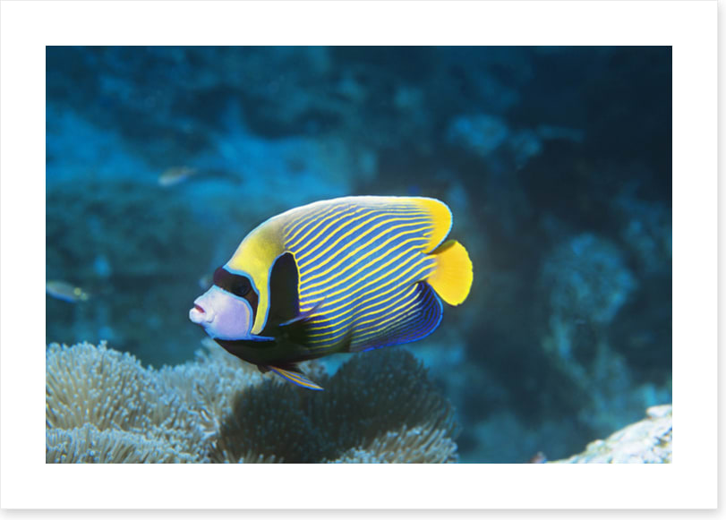 Fish / Aquatic