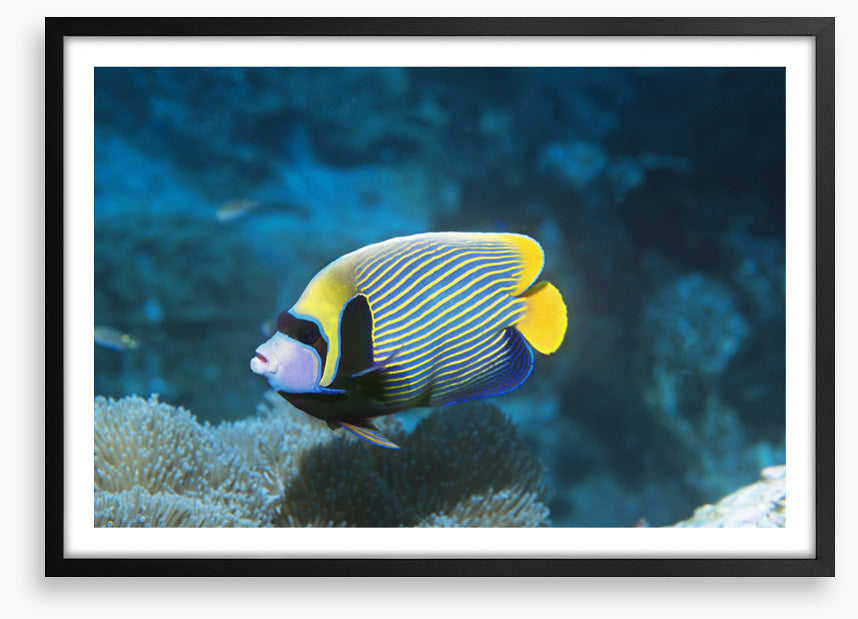 Fish / Aquatic