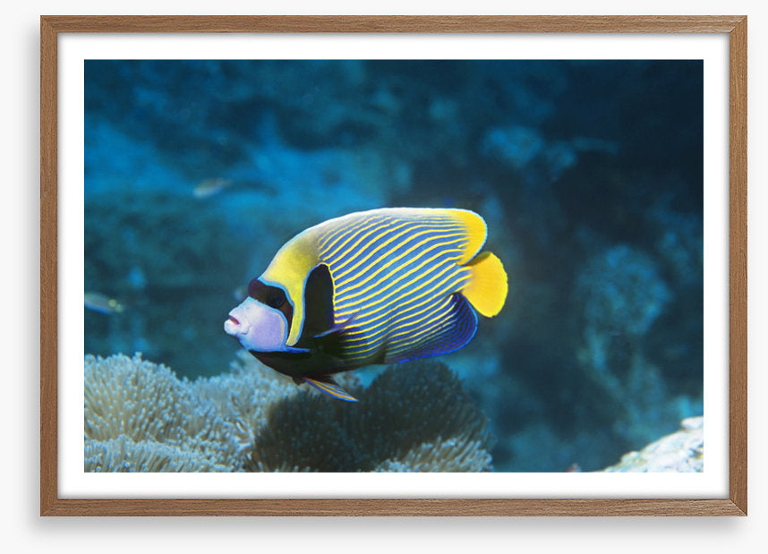 Fish / Aquatic