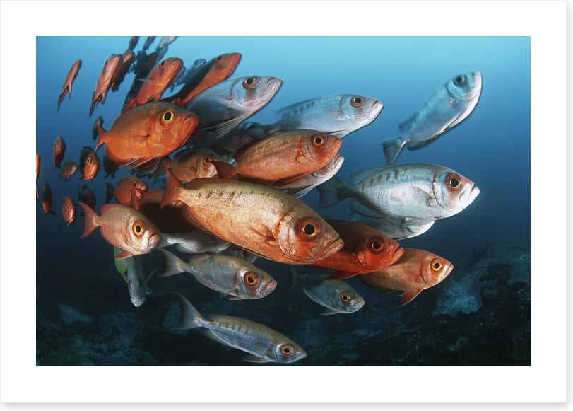 Bigeye school