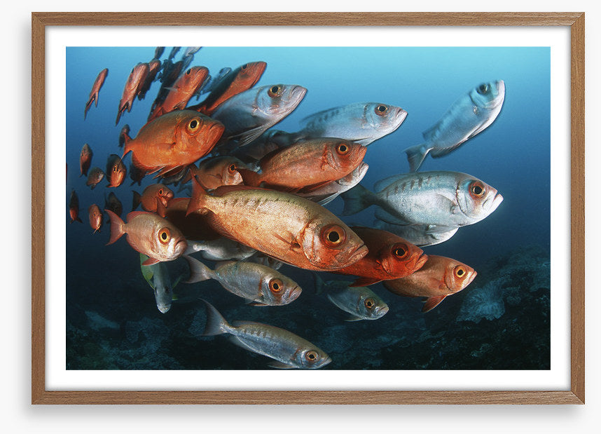 Bigeye school