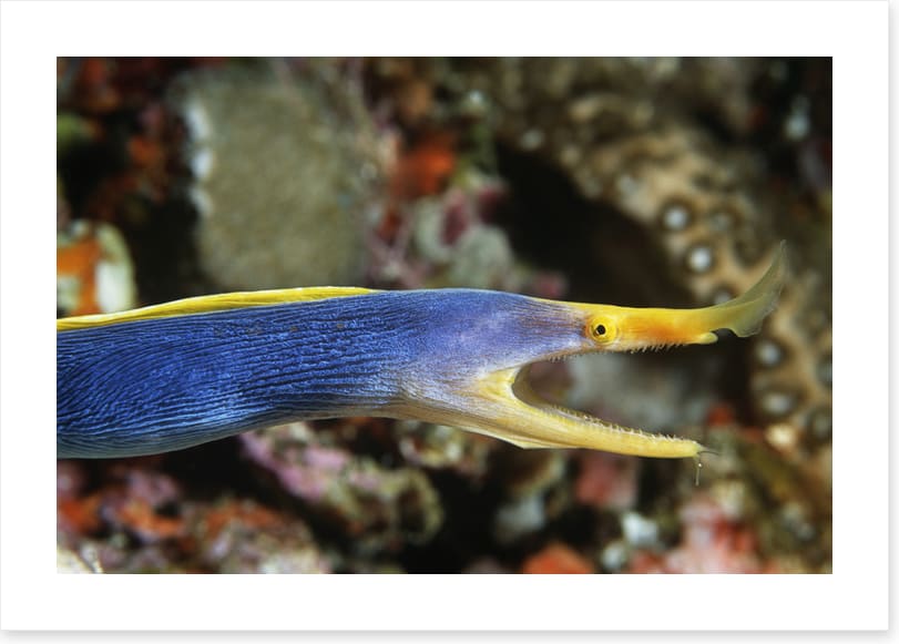 Fish / Aquatic