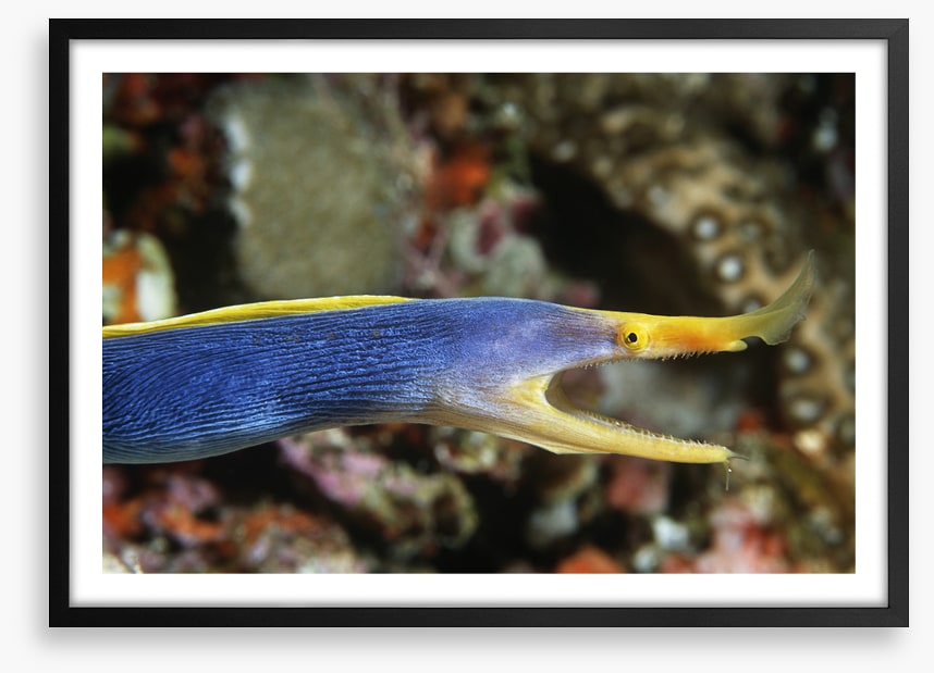 Fish / Aquatic