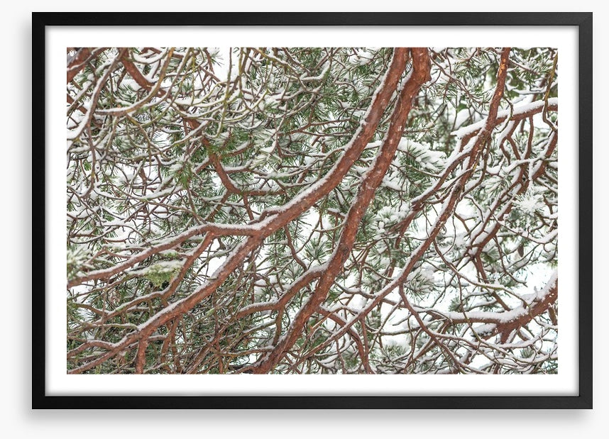 Trees