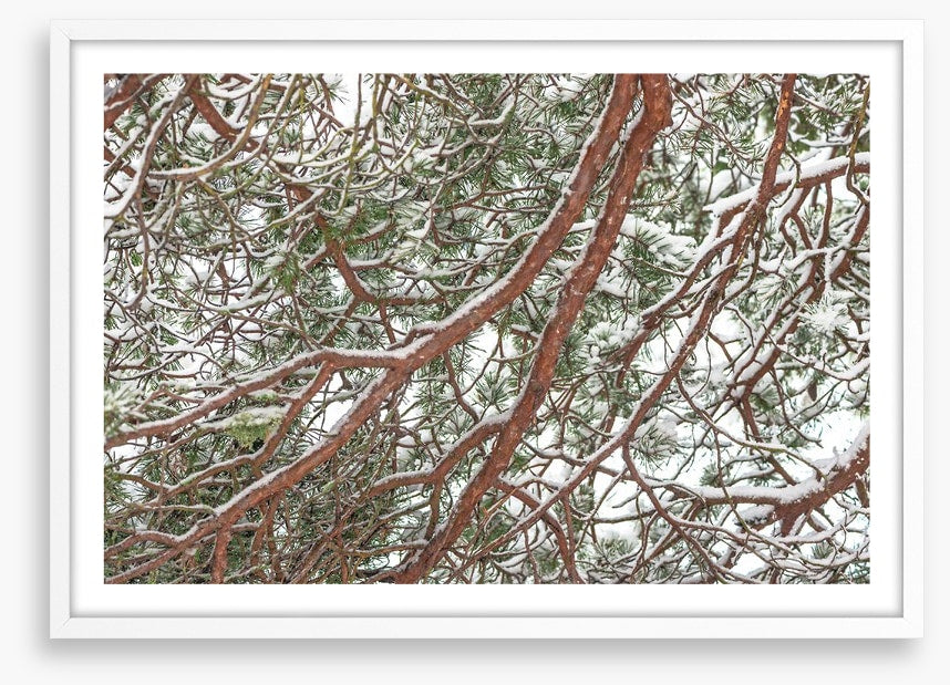 Trees