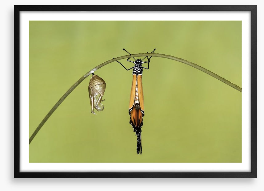 Insects