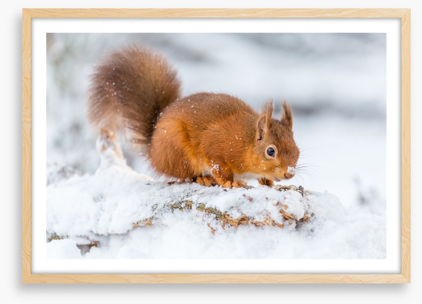 Snowy squirrel