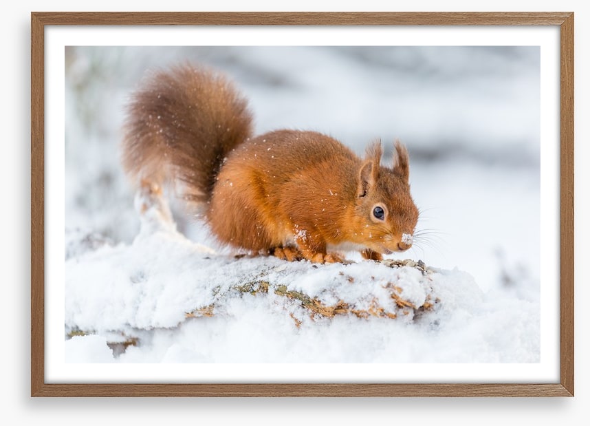 Snowy squirrel