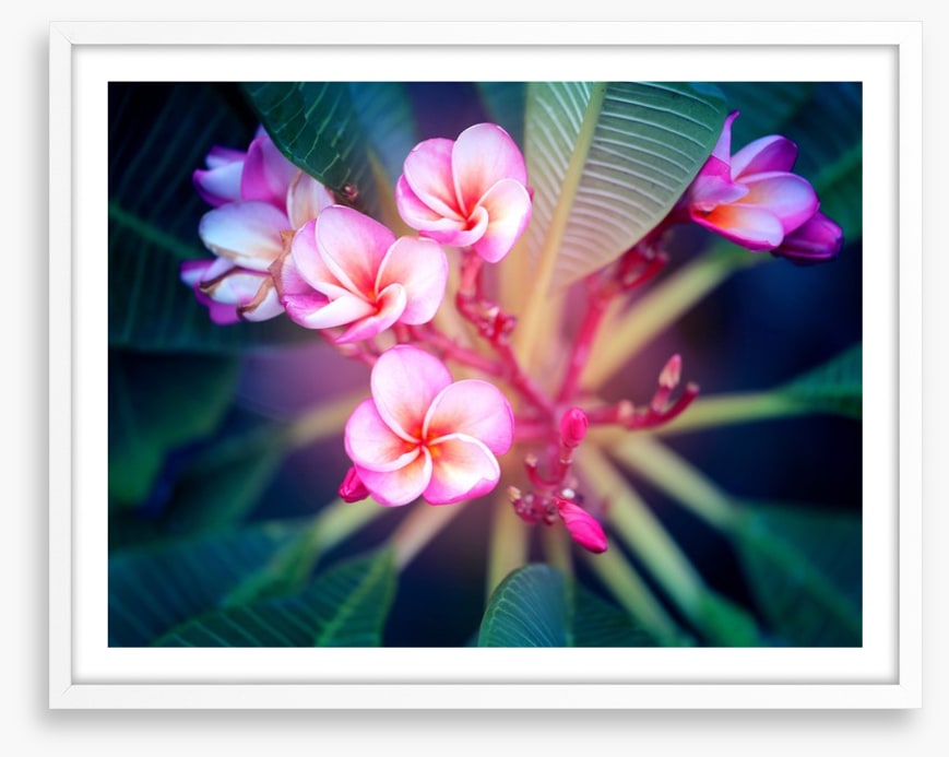Frangipani focus