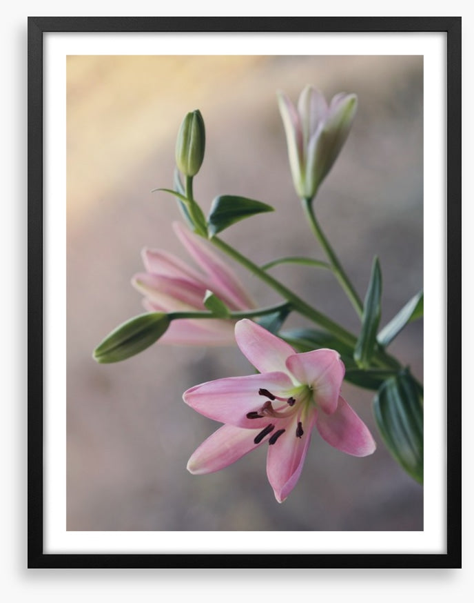 Little lilies