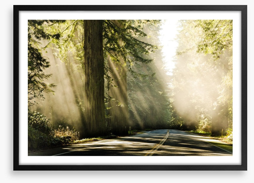 Road through the redwoods