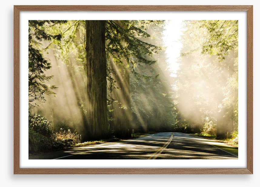 Road through the redwoods