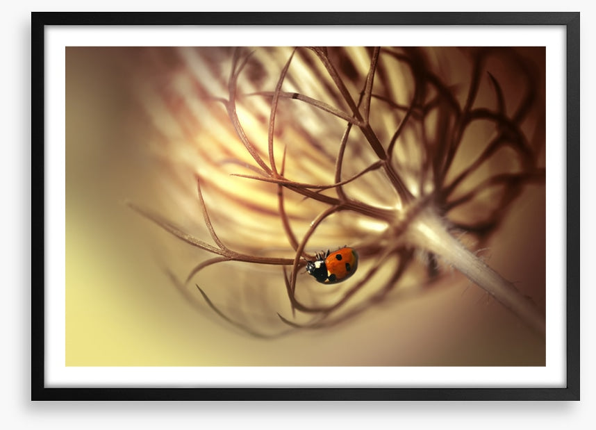 Insects