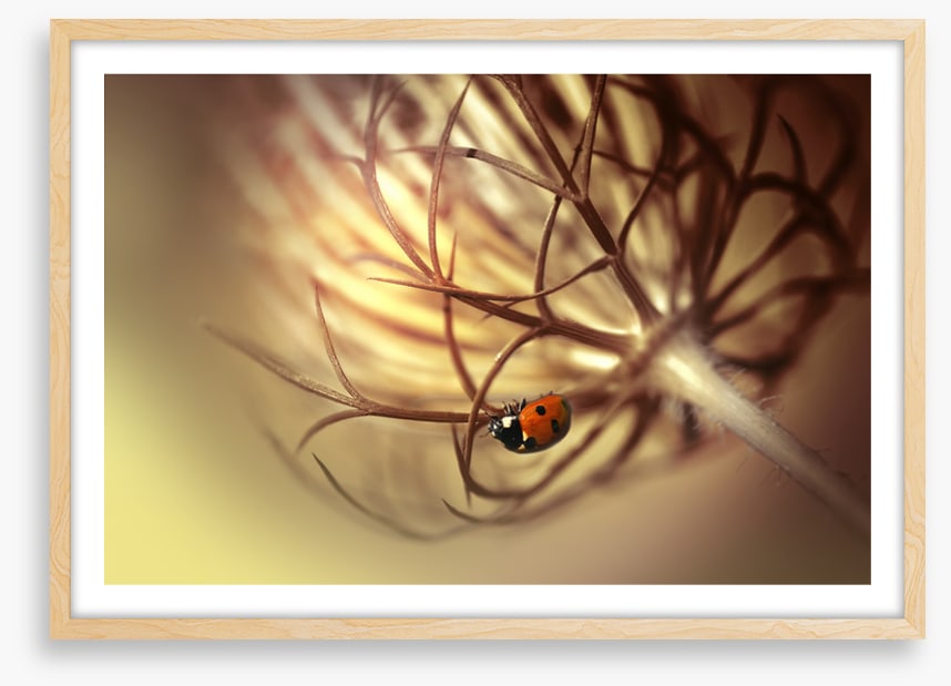 Insects