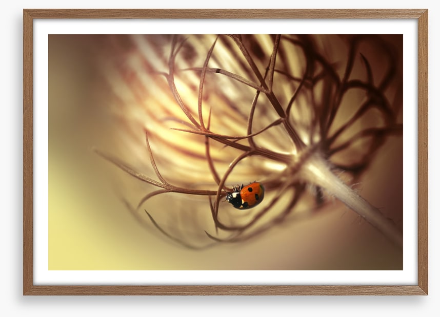 Insects