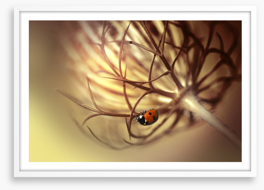 Insects