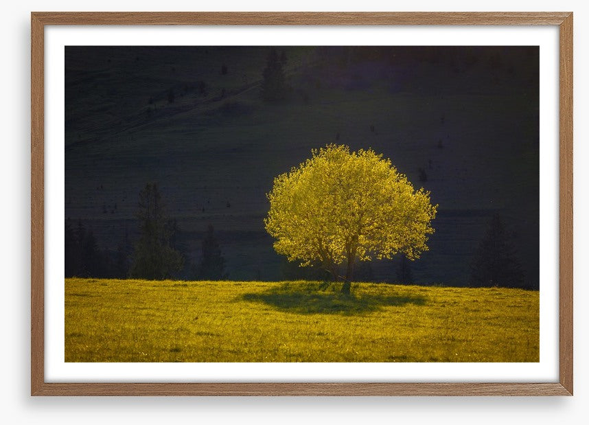 Trees
