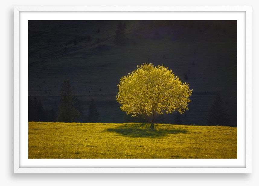 Trees