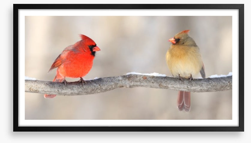Courting cardinals