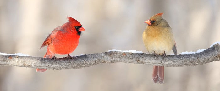 Courting cardinals