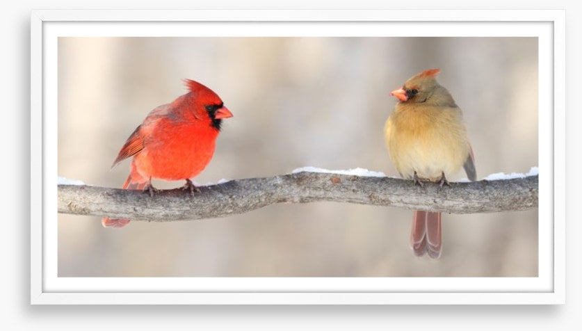 Courting cardinals