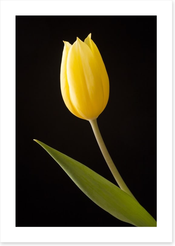 The yellow tulip