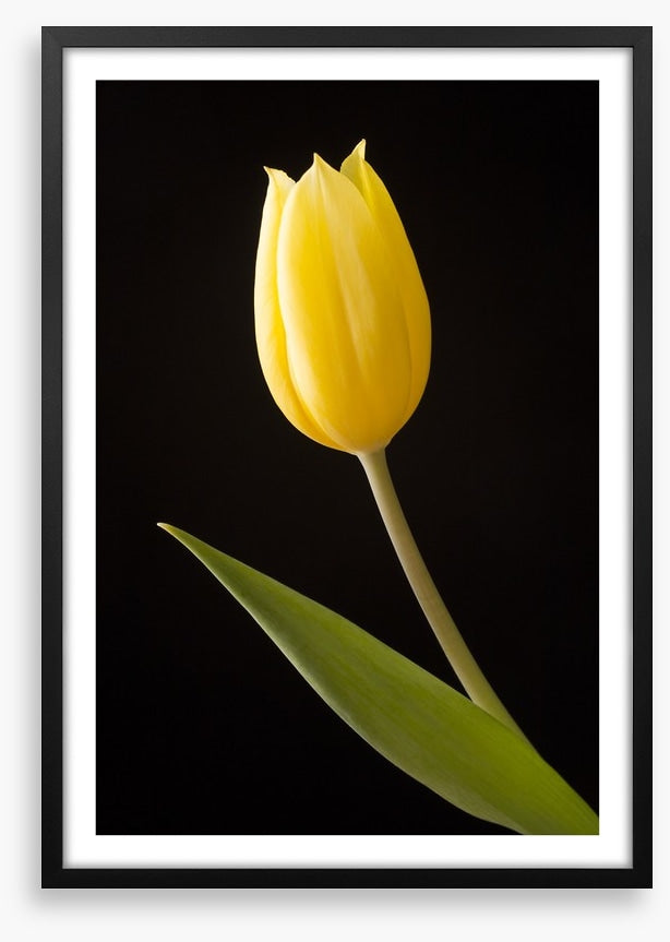 The yellow tulip