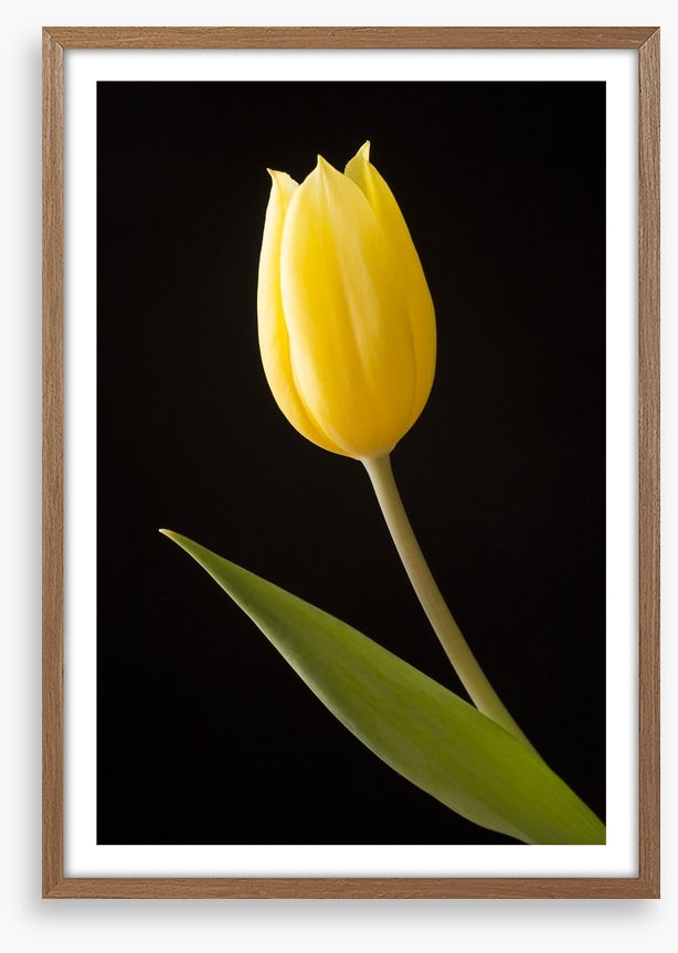 The yellow tulip