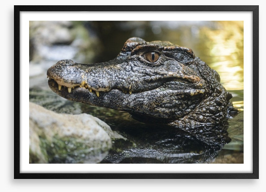 Reptiles / Amphibian