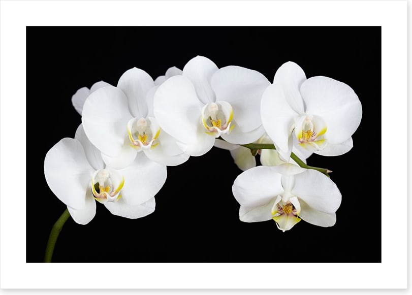 Five white orchids
