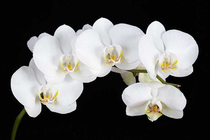 Five white orchids