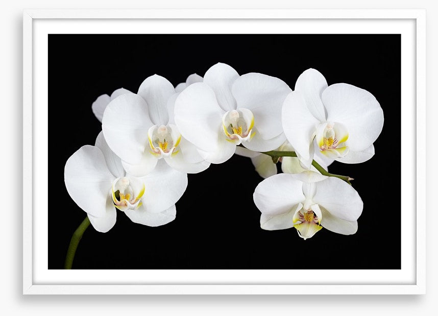 Five white orchids