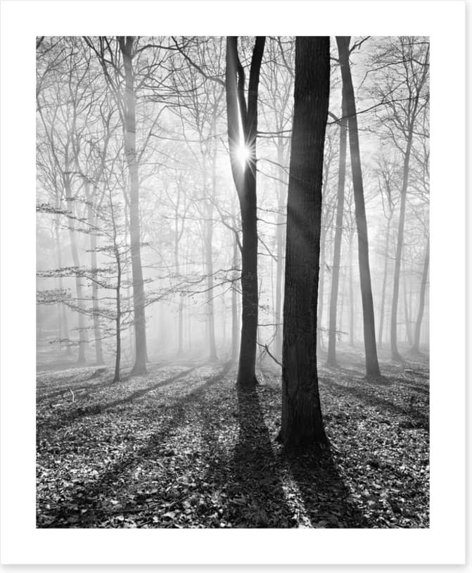 Sunlight and shadows