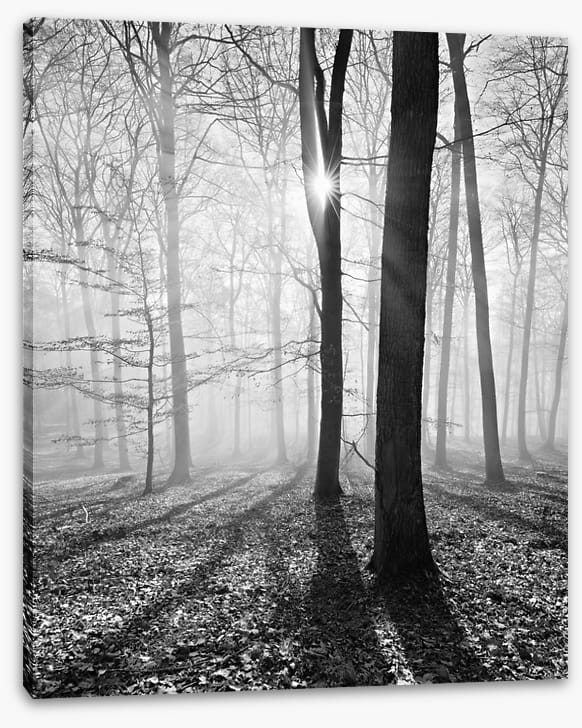 Sunlight and shadows