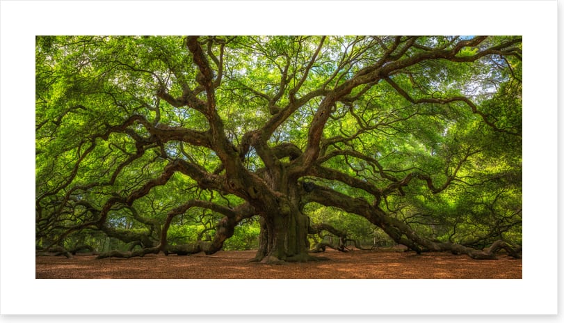 Angel Oak greens